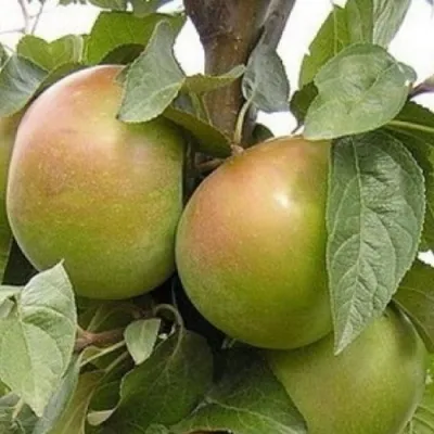 Яблоня БЕЛАНА — описание сорта Яблоня БЕЛАНА в Москве