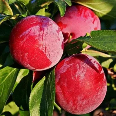 Слива БЕРБАНК ГИГАНТ в Москве