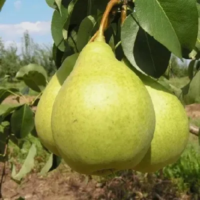 Груша МЕДОВАЯ колонновидная — описание сорта Груша МЕДОВАЯ колонновидная в Москве