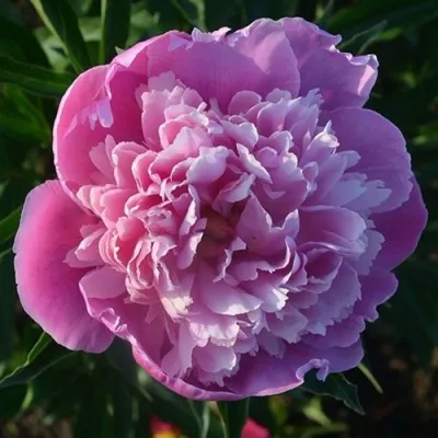 Пион СЮЗЕТТ травянистый — описание сорта Пион СЮЗЕТТ травянистый в Москве