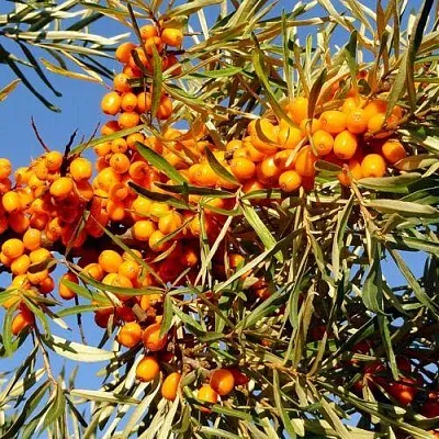 Облепиха ДАР МГУ  Облепиха ДАР МГУ в Москве