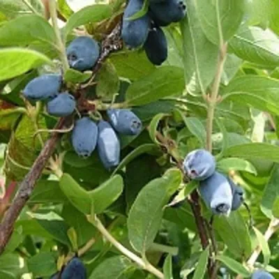 Жимолость съедобная НАРЫМСКАЯ — описание сорта Жимолость съедобная НАРЫМСКАЯ в Москве