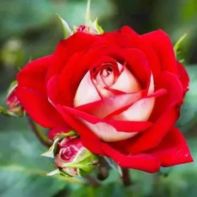 Саженцы роз АЛЬЯНС чайно-гибридная — описание сорта Саженцы роз АЛЬЯНС чайно-гибридная в Москве