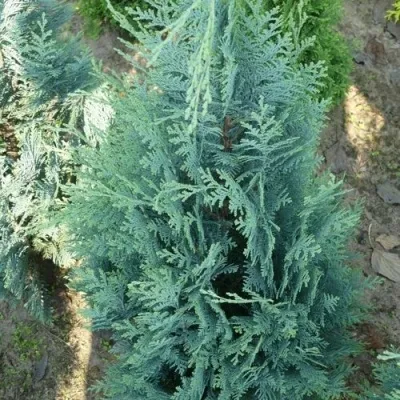 Кипарисовик КОЛУМНАРИС лавсона — описание сорта Кипарисовик КОЛУМНАРИС лавсона в Москве