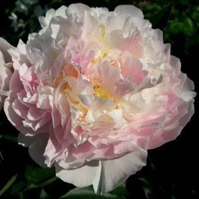 Пион БЛАШ КВИН травянистый — описание сорта Пион БЛАШ КВИН травянистый в Москве