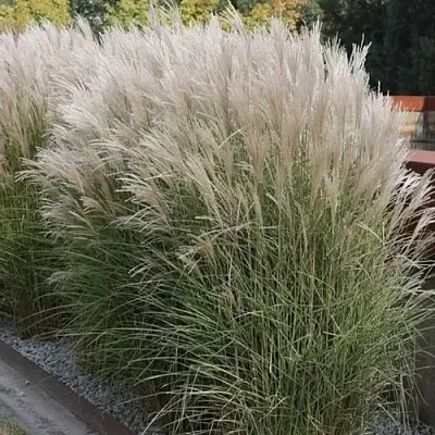 Мискантус КЛЯЙН СИЛЬБЕРСПАЙН китайский   Мискантус КЛЯЙН СИЛЬБЕРСПАЙН китайский  в Москве