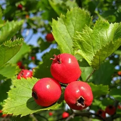 Боярышник МЯГКОВАТЫЙ  Боярышник МЯГКОВАТЫЙ в Москве