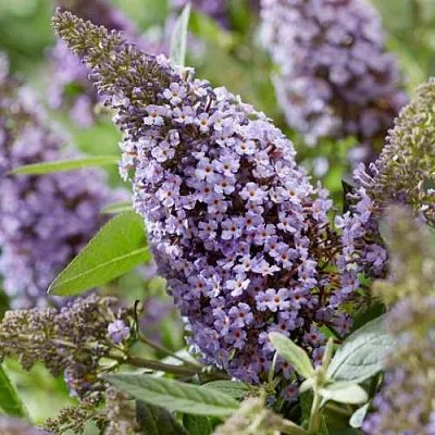 Буддлея давида БАТТЕРФЛЯЙ КАНДИ ЛИЛА СВИТХАРТ  Буддлея давида БАТТЕРФЛЯЙ КАНДИ ЛИЛА СВИТХАРТ в Москве