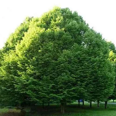 Граб японский  Граб японский в Москве