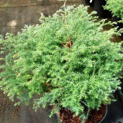 Кипарисовик СКВАРРОЗА горохоплодный — описание сорта Кипарисовик СКВАРРОЗА горохоплодный в Москве