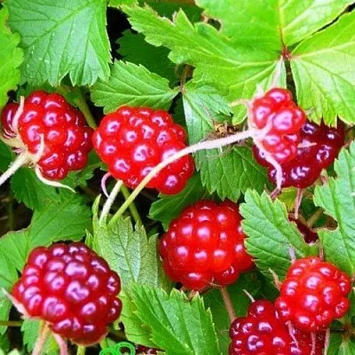 саженцы княженики саженцы княженики