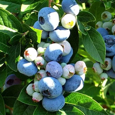 Голубика ВЕЙМУТ  Голубика ВЕЙМУТ в Москве