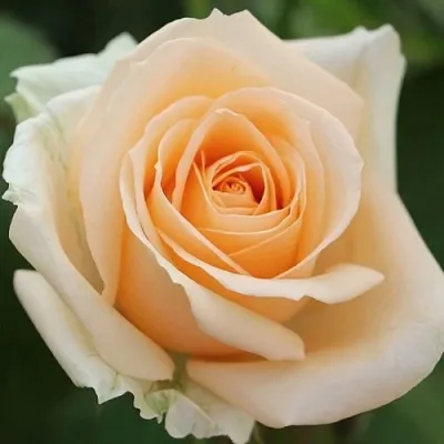 Саженцы роз ПИЧ АВАЛАНЖ чайно-гибридная  Саженцы роз ПИЧ АВАЛАНЖ чайно-гибридная в Москве