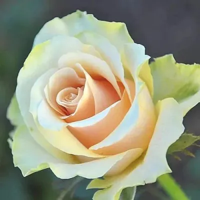 Саженцы роз ТАЛЕЯ чайно-гибридная — описание сорта Саженцы роз ТАЛЕЯ чайно-гибридная в Москве