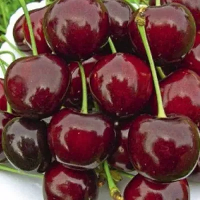 Черешня РОССОШАНСКАЯ КРУПНАЯ — описание сорта Черешня РОССОШАНСКАЯ КРУПНАЯ в Москве