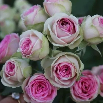 Саженцы роз МИМИ ЭДЕН спрей в Москве