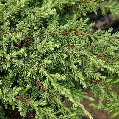 Можжевельник в Москве