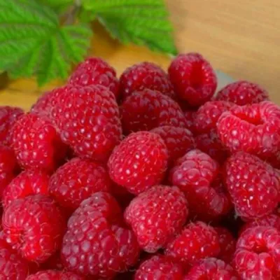 Малина ДЖОАН ДЖИ — описание сорта Малина ДЖОАН ДЖИ в Москве