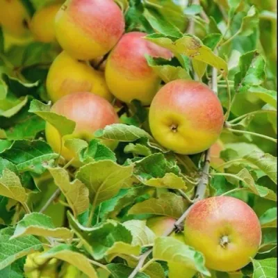 Яблоня ПАМЯТЬ БЛЫНСКОГО колонновидная — описание сорта Яблоня ПАМЯТЬ БЛЫНСКОГО колонновидная в Москве