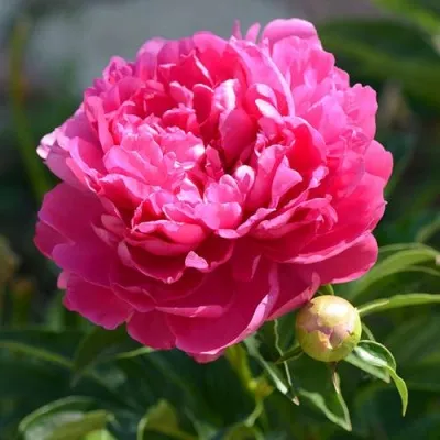 Пион БУШЕЛА травянистый — описание сорта Пион БУШЕЛА травянистый в Москве