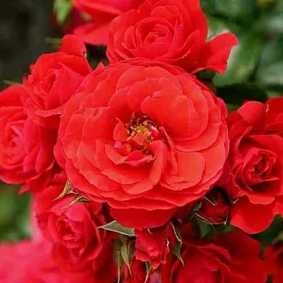 Саженцы роз ЧЕРРИ ГЕРЛ флорибунда  Саженцы роз ЧЕРРИ ГЕРЛ флорибунда в Москве