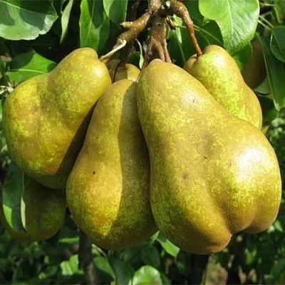 Груша СИЛЬВА  Груша СИЛЬВА в Москве