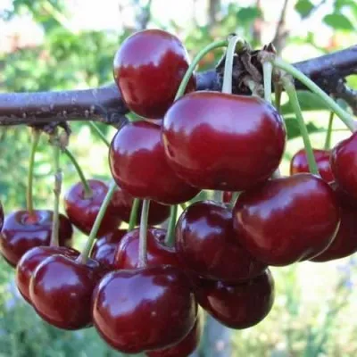 Дюк ИВАНОВНА — описание сорта Дюк ИВАНОВНА в Москве