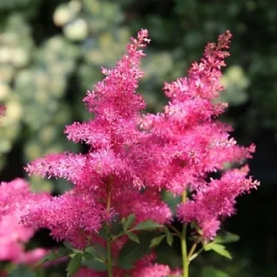 Астильба САННИ ДЕЙ гибридная — описание сорта Астильба САННИ ДЕЙ гибридная в Москве