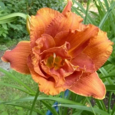 Лилейник ДАБЛИШЕС гибридный — описание сорта Лилейник ДАБЛИШЕС гибридный в Москве