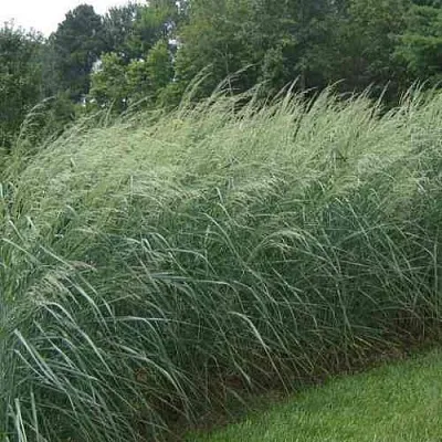 Просо ДЕВЕЙ БЛЮ  Просо ДЕВЕЙ БЛЮ в Москве