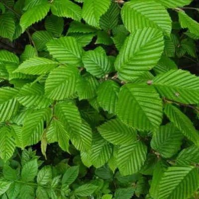 Граб  в Москве