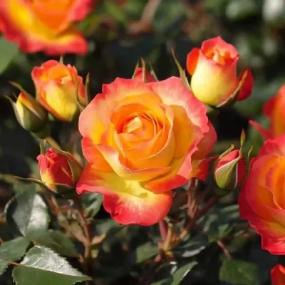 Саженцы роз ТАЙФУН спрей — описание сорта Саженцы роз ТАЙФУН спрей в Москве