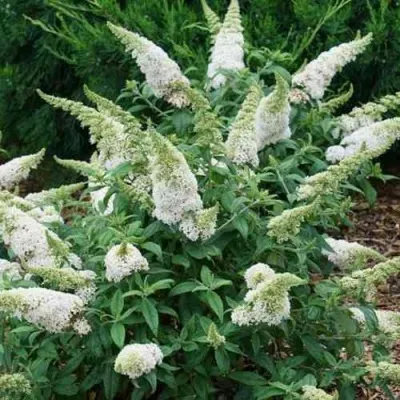 Буддлея давида ВАЙТ ПРОФЬЮЖН — описание сорта Буддлея давида ВАЙТ ПРОФЬЮЖН в Москве