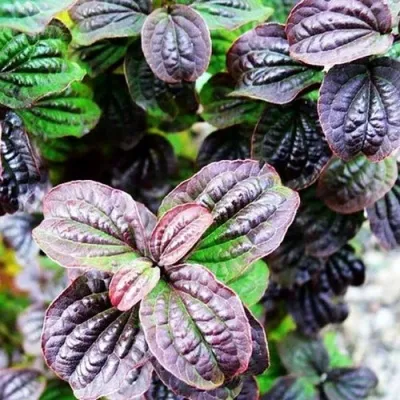 дерен КОМПРЕССА кроваво-красный в Москве