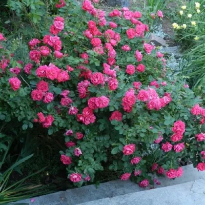 Саженцы роз ДЖОРДЖ ВАНКУВЕР флорибунда — описание сорта Саженцы роз ДЖОРДЖ ВАНКУВЕР флорибунда в Москве