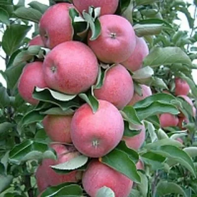 Яблоня АНТЕЙ КИЕВСКИЙ колонновидная — описание сорта Яблоня АНТЕЙ КИЕВСКИЙ колонновидная в Москве