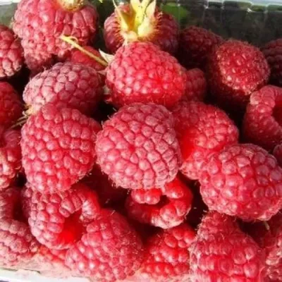 Малина ПОЛЕСЬЕ — описание сорта Малина ПОЛЕСЬЕ в Москве