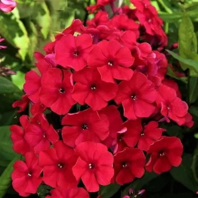 Флокс А.Е. АМОС метельчатый — описание сорта Флокс А.Е. АМОС метельчатый в Москве