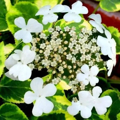 Гортензия МИРАНДА черешковая в Москве