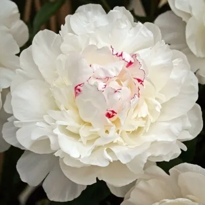 Пион ФЕСТИВА МАКСИМА травянистый — описание сорта Пион ФЕСТИВА МАКСИМА травянистый в Москве