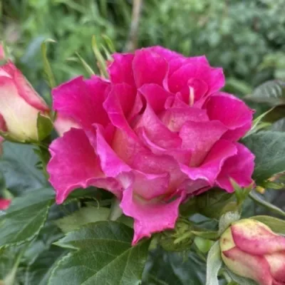 Саженцы роз БРЕРА флорибунда — описание сорта Саженцы роз БРЕРА флорибунда в Москве