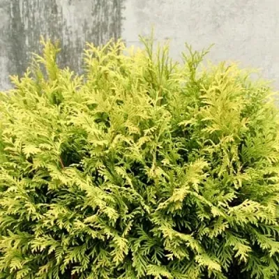 Туя ГОЛДЕН ГЛОБ западная в Москве