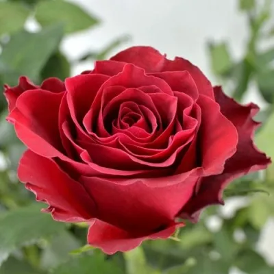 Саженцы роз РОДОС чайно-гибридная — описание сорта Саженцы роз РОДОС чайно-гибридная в Москве