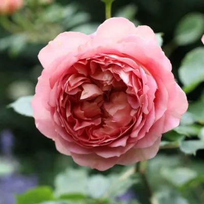 Саженцы роз РИДЖЕНТС ПАРК чайно-гибридная — описание сорта Саженцы роз РИДЖЕНТС ПАРК чайно-гибридная в Москве