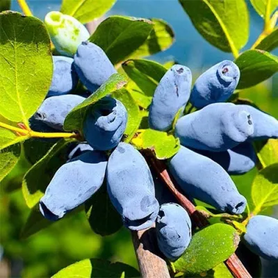 Жимолость съедобная АВРОРА — описание сорта Жимолость съедобная АВРОРА в Москве