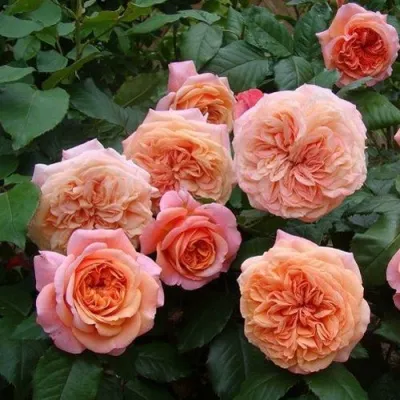 Саженцы роз ЧИППЕНДЕЙЛ чайно-гибридная — описание сорта Саженцы роз ЧИППЕНДЕЙЛ чайно-гибридная в Москве