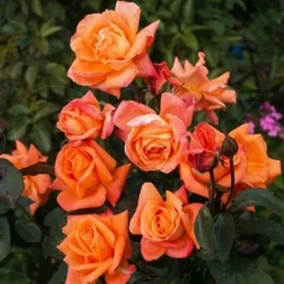 Саженцы роз ЛОВЕРС МИТИНГ чайно-гибридная в Москве