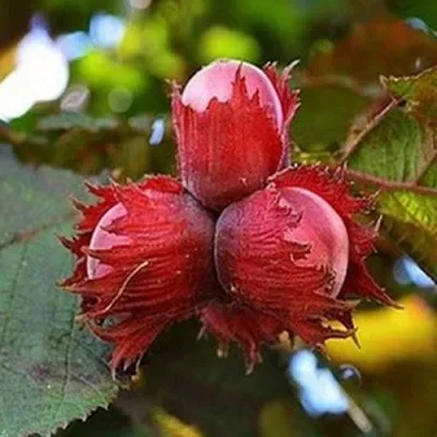 Фундук КРАСНЫЙ ЯНТАРЬ — описание сорта Фундук КРАСНЫЙ ЯНТАРЬ в Москве