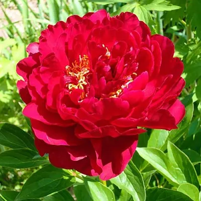 Пион ХРАБРЫЙ ВОИН травянистый  Пион ХРАБРЫЙ ВОИН травянистый в Москве
