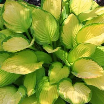 Хоста ГОЛД СТАНДАРТ Форчуна — описание сорта Хоста ГОЛД СТАНДАРТ Форчуна в Москве